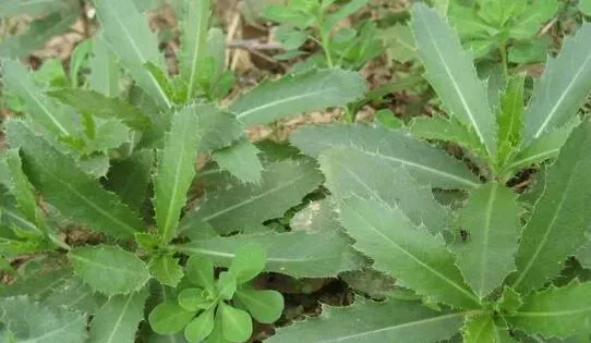 刺儿菜怎么吃 刺儿菜的食用方法教程