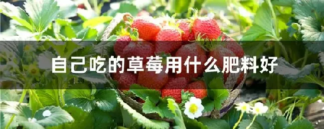 自己吃的草莓用什么肥料好