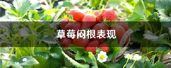 草莓闷根表现