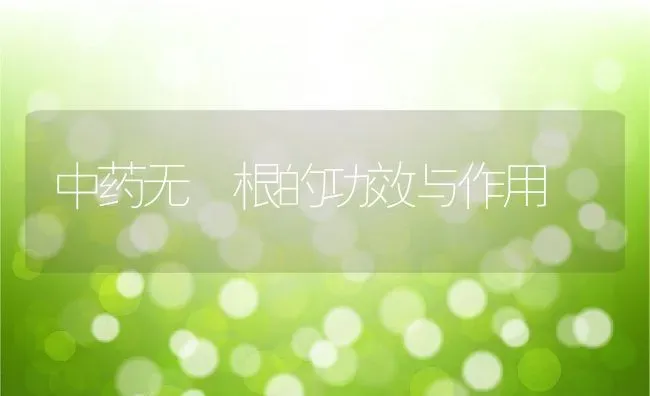 中药无莿根的功效与作用 | 养殖资料投稿