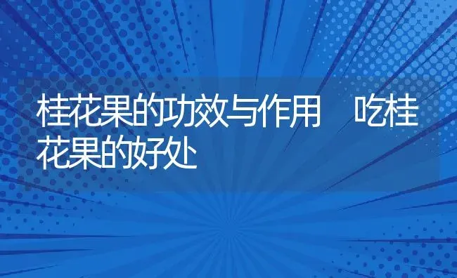 桂花果的功效与作用 吃桂花果的好处 | 养殖资料投稿