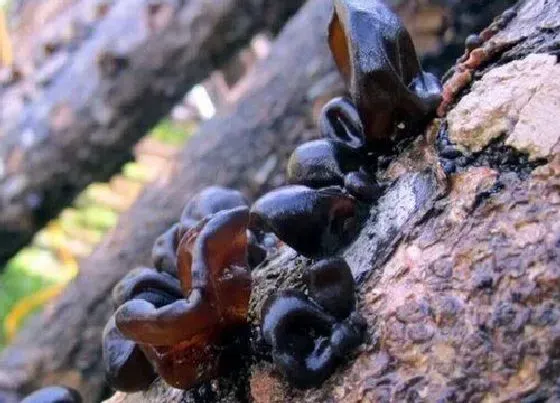 农作物|大棚木耳种植技术与管理 大棚木耳的种植方法和时间