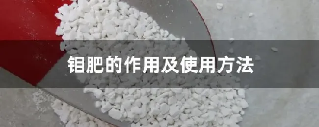 钼肥的作用及使用方法