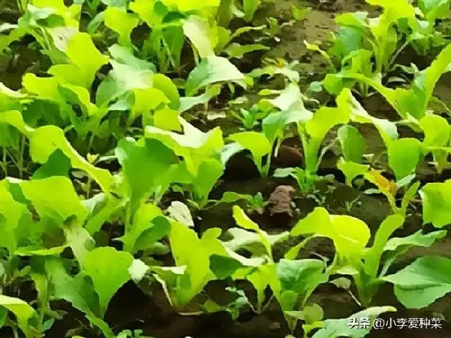 种菜|小白菜只长高不长叶子怎么回事（只长高不长粗怎样处理）