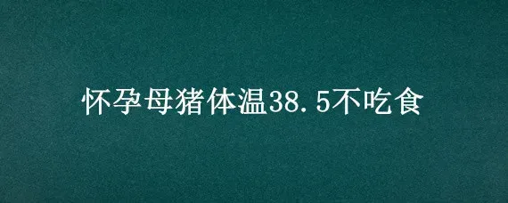 怀孕母猪体温38.5不吃食