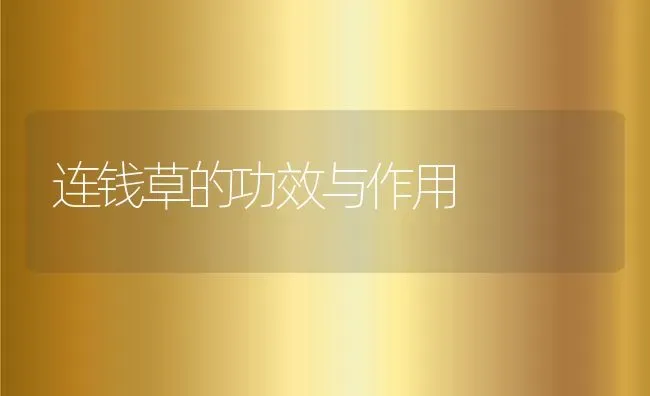 连钱草的功效与作用 | 养殖资料投稿