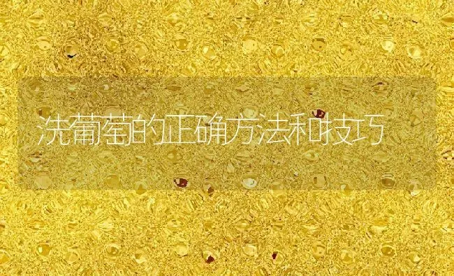 洗葡萄的正确方法和技巧 | 养殖资料投稿