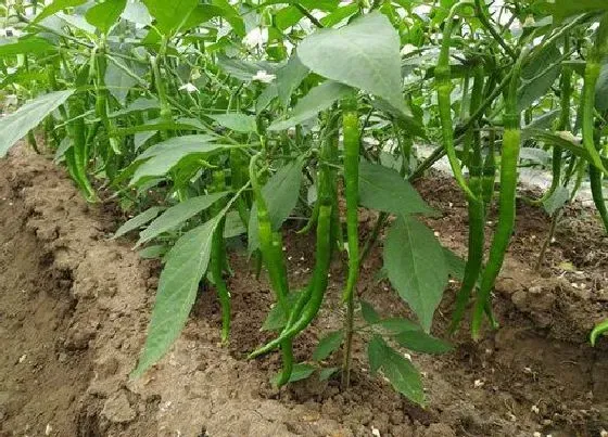 种菜|花盆适合种什么菜 适合花盆种植的蔬菜品种