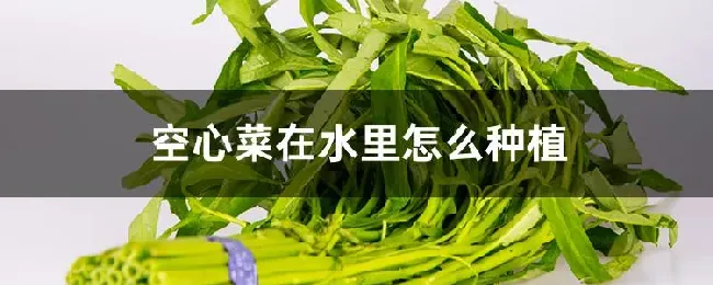 空心菜在水里怎么种植