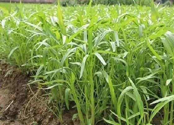 种菜|室内阳台适合种什么蔬菜