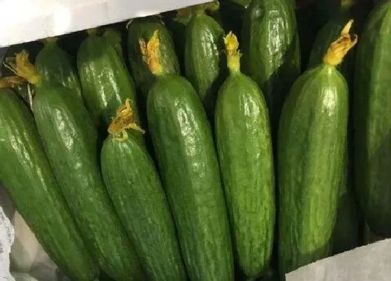 蔬菜|乳瓜是水果还是蔬菜