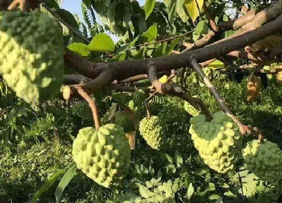 种植前景|释迦果产量高吗 亩产量多少