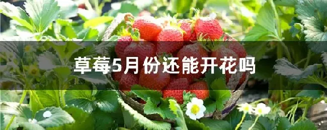 草莓5月份还能开花吗