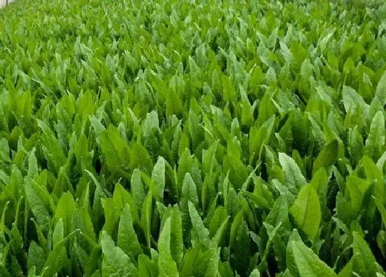 种菜|室内阳台适合种什么蔬菜