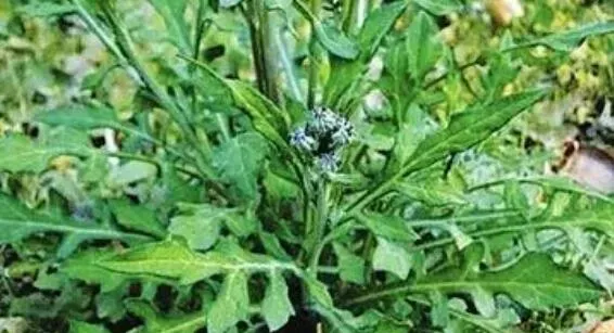 苦菜根茶的制作方法 苦菜根茶的功效