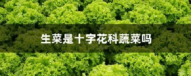 生菜是十字花科蔬菜吗