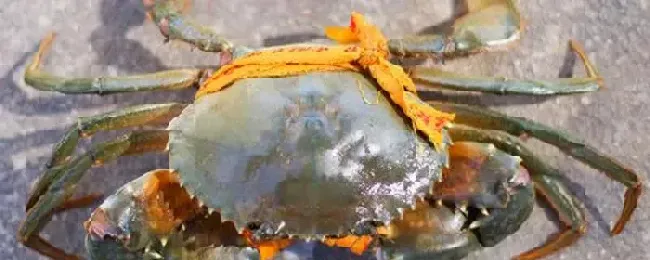 红膏鲟和青蟹的区别