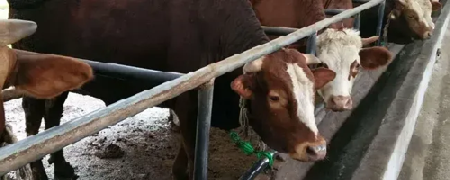 养牛牧场需要什么条件