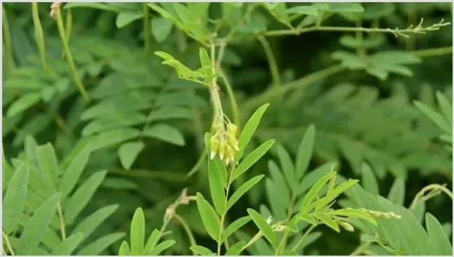 苦参种植效益如何 | 热门养殖项目