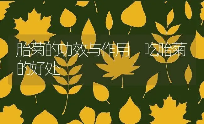 胎菊的功效与作用 吃胎菊的好处 | 养殖资料投稿