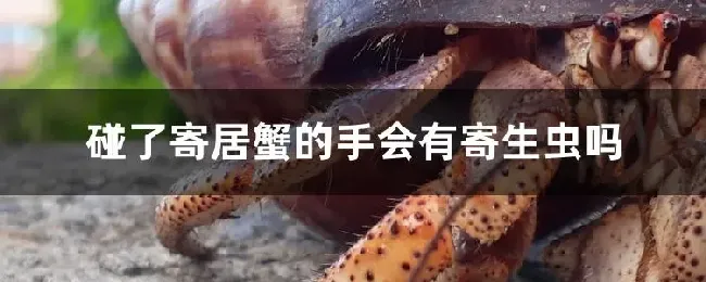 碰了寄居蟹的手会有寄生虫吗