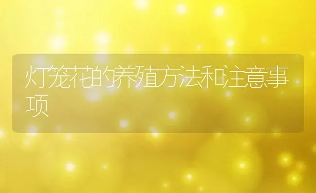 灯笼花的养殖方法和注意事项 | 养殖资料投稿