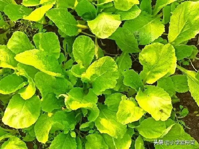 种菜|小白菜只长高不长叶子怎么回事（只长高不长粗怎样处理）