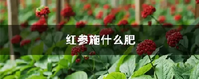 红参施什么肥