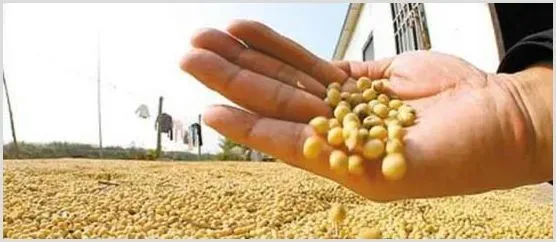 2020年种植大豆有补贴吗？一亩补多少钱怎么申请 | 农业养殖资讯