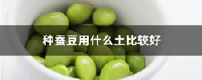 种蚕豆用什么土比较好