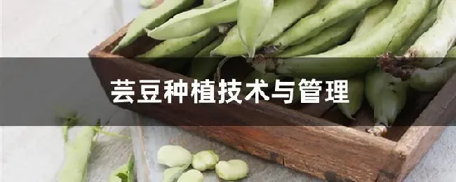 芸豆种植技术与管理方法