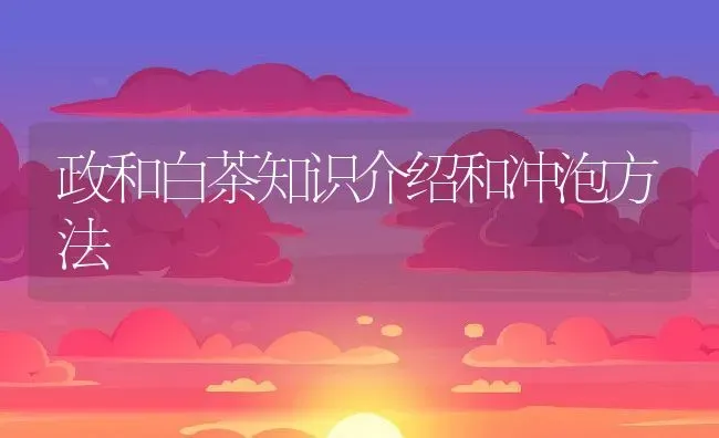 政和白茶知识介绍和冲泡方法 | 养殖资料投稿