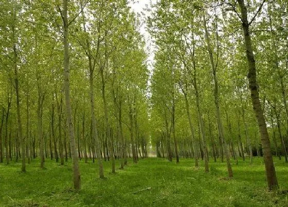 树木|新疆绿化适合种什么树 道路两旁适合种的景观树