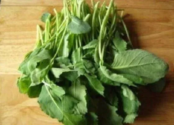 蔬菜|橄榄菜和圆白菜是一种菜吗