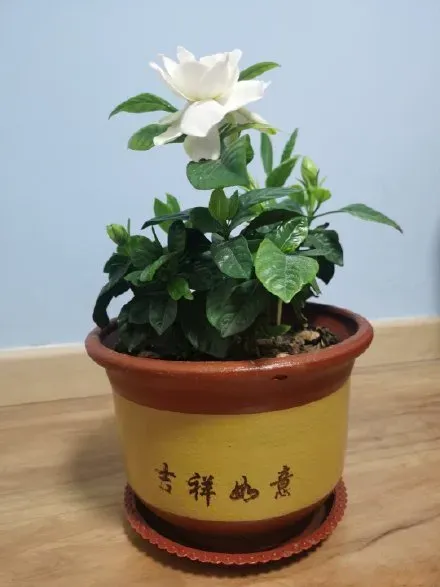 关于栀子花的八大妙用