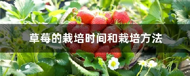 草莓的栽培时间和栽培方法