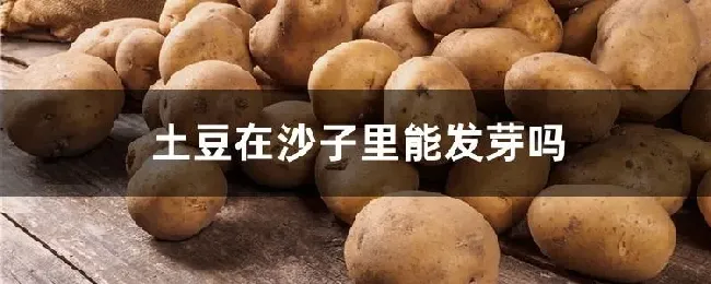 土豆在沙子里能发芽吗