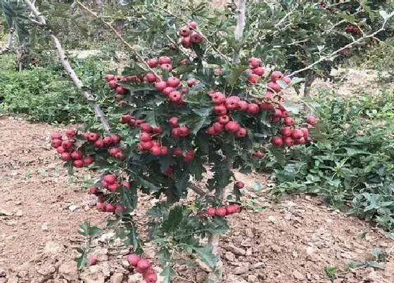 树木|楼顶适合种什么树