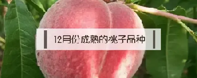 12月份成熟的桃子品种