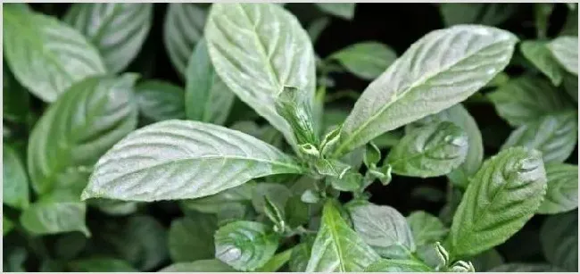 江西种植最贵药材有哪些适合 | 养殖项目前景