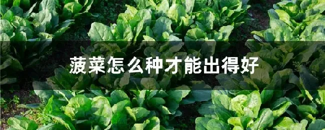 菠菜怎么种才能出得好