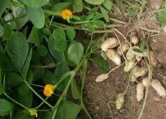 种植前景|黑花生产量高吗 亩产量多少