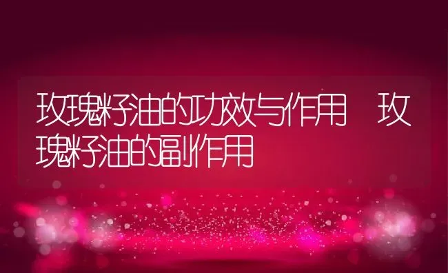 玫瑰籽油的功效与作用 玫瑰籽油的副作用 | 养殖资料投稿