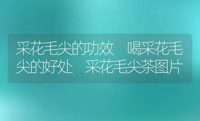 采花毛尖的功效 喝采花毛尖的好处 采花毛尖茶图片 | 养殖资料投稿