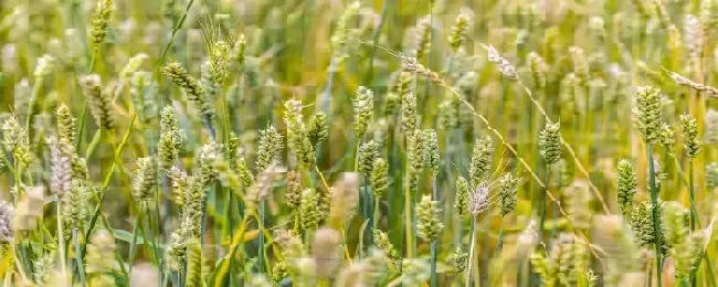 郑麦9023小麦品种介绍