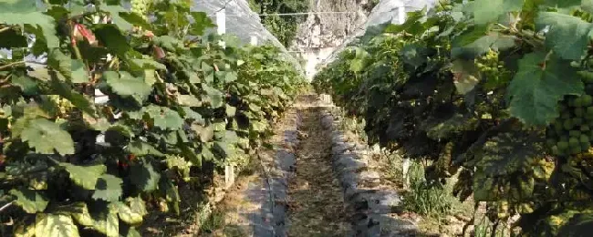 葡萄过冬怎么管理