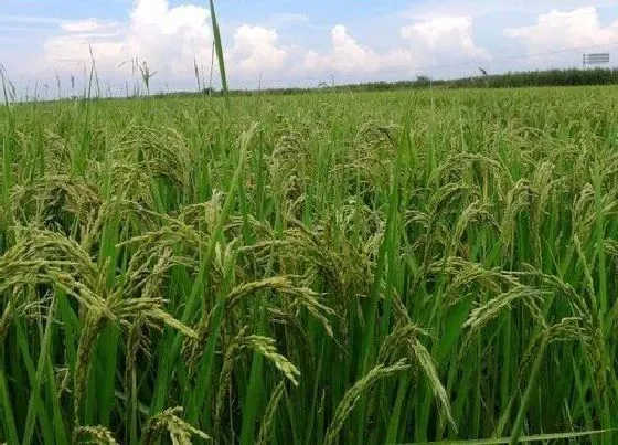 种植前景|稻田亩产量一般多少斤 种一亩稻田大概产量