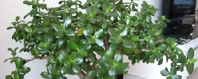 玉树怎么施肥