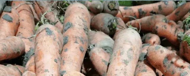 秋季胡萝卜的种植方法
