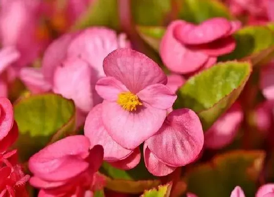 养花|小区绿化适合种什么花 小区绿化种植哪些花卉植物